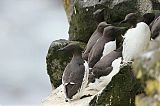 Common Murre